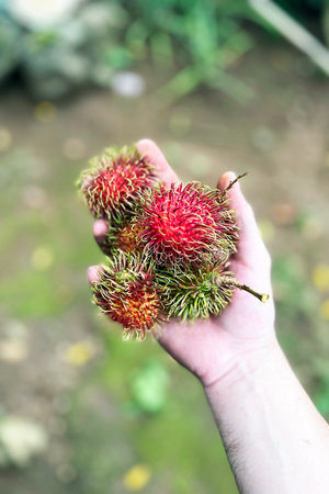 ripe fresh rambutan fruits in handの写真素材
