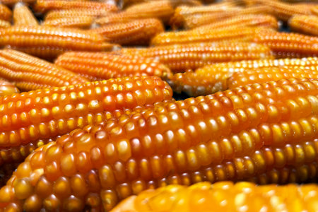 feed corn close up, forage cornの写真素材