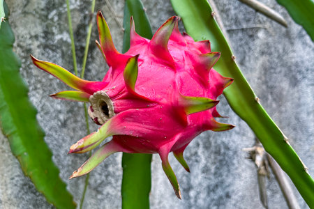 A close-up of a dragonfruit on a branch, a healthy dietary fruitの写真素材