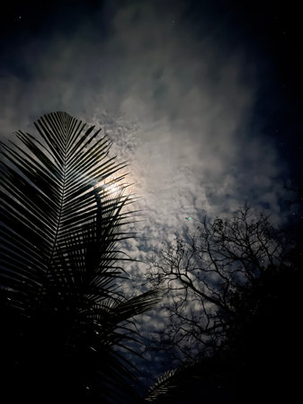 A dramatic night sky with moonlight shining through tropical palm leaves and clouds
