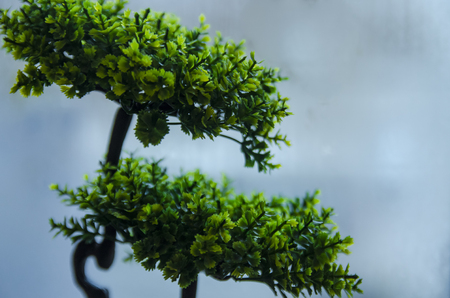 Green home plant in front of the foggy window. Water droplets condensation background of dew on glass, humidity and foggy close up view. Outside the house, bad raining weather.の写真素材