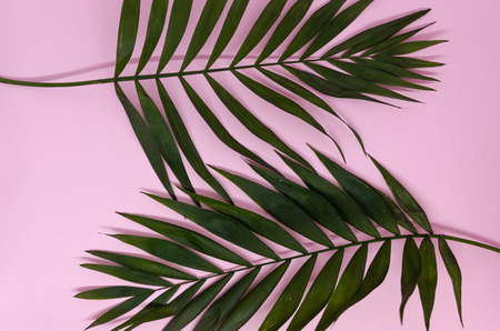 Green leaves isolated on the pink background. Texture of a tropical plant. A piece of nature concept