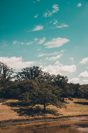 Nature landscape of a tree growing by the river concept. Summer season background. Travel in countryside. Blue sky with white clouds.の写真素材