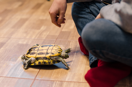 The turtle is lying upside down on the shell on the floor at home. Pet turtle in the room close up view. The slow animal movement.の写真素材