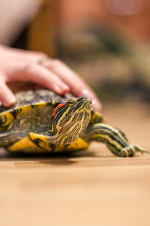 The turtle is crawling on the floor at home. Pet turtle in the room close up view. The slow animal movement.の写真素材