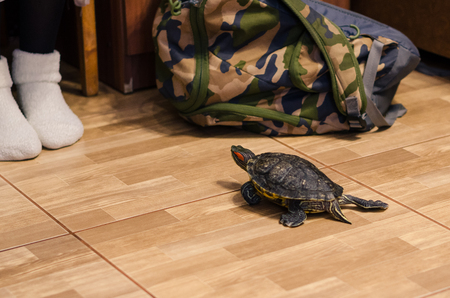 The turtle is crawling on the floor to the person's legs at home. Pet turtle in the room close up view. The slow animal movement.の写真素材