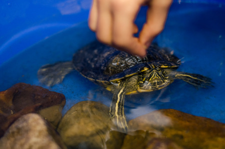 A turtle swimming  in the water at home in the blue bath with a stone as a decor. A hand on a pet turtle in the room close up view.の写真素材