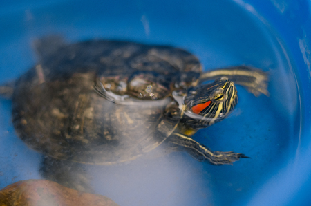 A turtle swimming  in the water at home in the blue bath with a stone as a decor. Pet turtle in the...