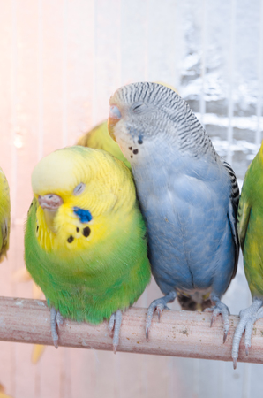 Two parrots in a cage hugging and loving each other. Multicolored budgies from outside. Small cage, not enough space and bad conditions for pets concept.の写真素材