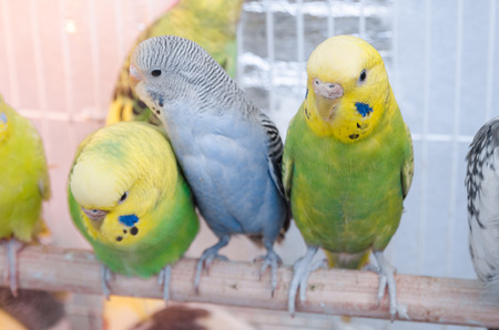 A lot of parrots in a cage with a warming lamp. Multicolored budgies from outside. Small cage, not enough space and bad conditions for pets concept.の写真素材