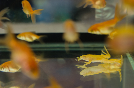 Clear aquarium with a lot of golden fishes and yallow frog and without decor and little stones. School of fish swimming  close up view. Home underwater pets.の写真素材