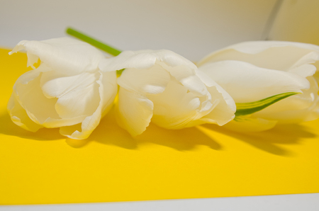 white tulips with copy space on yellow background. Petal composition background. Blooming bouquet of flowers.の写真素材