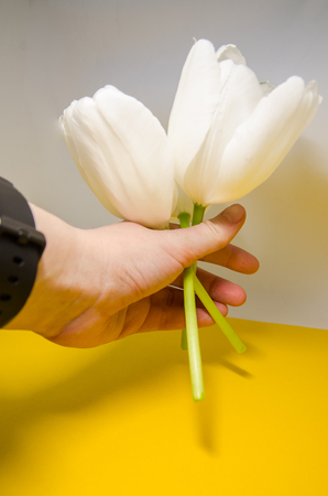 A mans hand holding white tulips. Petal composition background. Blooming bouquet of flowers.の写真素材