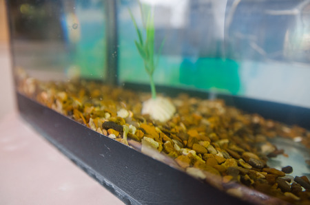 empty aquarium with stones and underwater plants but without fish. Small square aquarium in the...
