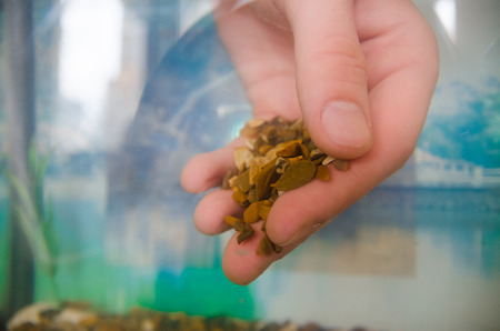 A hand full of little brown stones for aquarium. Poring decor stones into the water of square room aquarium.の写真素材