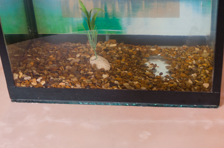 empty aquarium with stones and underwater plants but without fish. Small square aquarium in the room.の写真素材