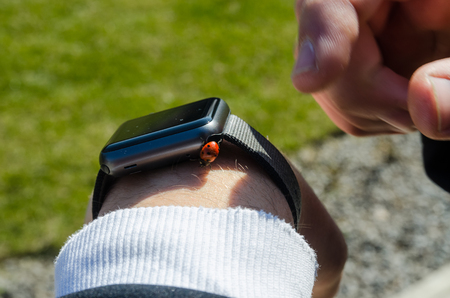 ladybug sitting on the hand watch concept. Ladybug crawling on the hand of the man. Nature and insects background.の写真素材