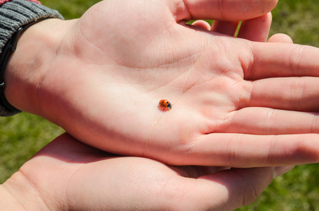 ladybug sitting on the palm finger concept. Ladybug crawling on the hand of the man. Nature and...