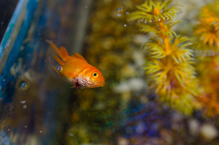 small square aquarium with golden fish and decor plants in the room. Dirty water without filter concept. Little fishes swimming close up view.の写真素材