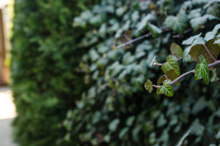Macro of beautiful, lush green leaves of ivy backround. Also known as Hedera helix. Landscape design for back yard.の写真素材