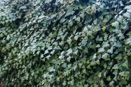 background of lush green leaves of climbing the wall ivy. Also known as Hedera helix. Landscape design for back yard of the home.の写真素材
