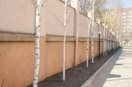 birch thin trunks standing in a line close up view with little stones on the ground. Outside nature backgroundの写真素材