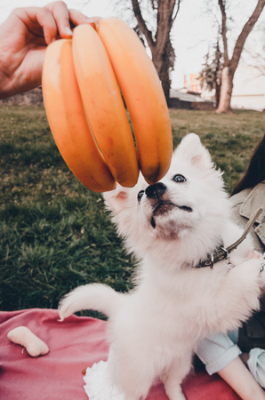 a white fluffy dog smelling fruits at the picnic time in the park. Samoyed puppy and bananas.