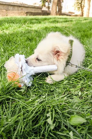 a white fluffy dog nibbles a fake bouquet of flowers lying on the green grass in the park. Samoyed puppyの写真素材