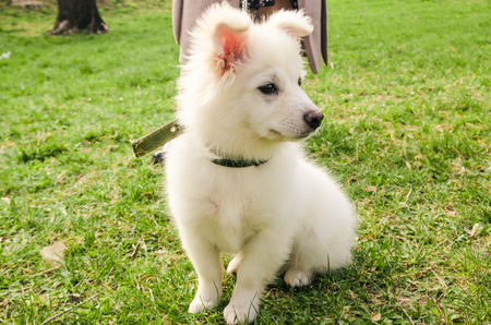white fluffy dog on leash sitting on the green grass on the ground outside in the park.  samoyed puppy.の写真素材