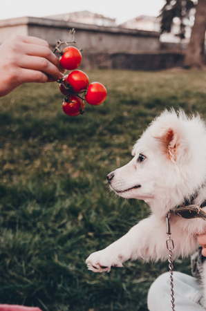a white fluffy dog smelling food at the picnic time in the park. Samoyed puppy and tomatoes.の写真素材