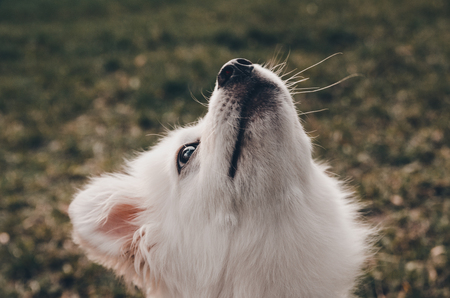 white fluffy dog is looking up and getting ready to jump outside in the park. dogs face smelling . ...