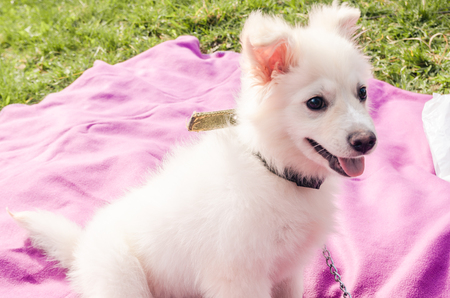 white fluffy dog with open smiling mouth close up outside in the park. a happy dog lying on the purple blanket at the picnic time concept. Small samoyed dog.の写真素材