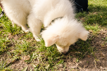 white fluffy dog smelling the green grass on the ground outside in the park. a dog is searching for somethingの写真素材