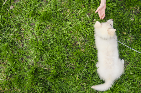 white dog lying on the green grass with copy space. hand feeding a puppy from the top viewの写真素材