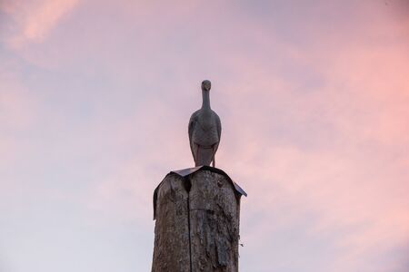 stork sitting on a pole with sunset sky on backgroundの写真素材