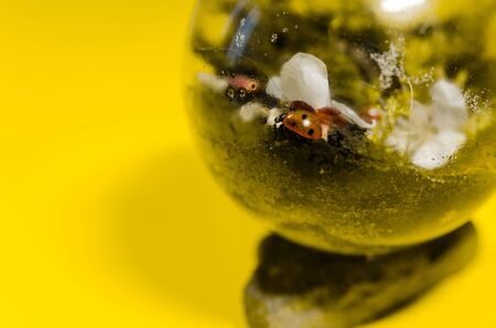 terarrium plant with insects in light bulb. close up of mini garden in glass with ladybugs living insideの写真素材