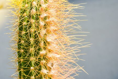 tall cactus with spikes close up viewの写真素材