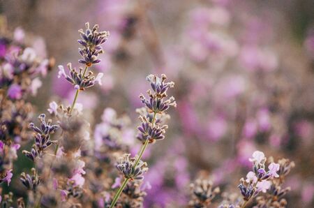 fresh lavender flowers at pastel colors of ultraviolet tone with blurry backgroundの写真素材