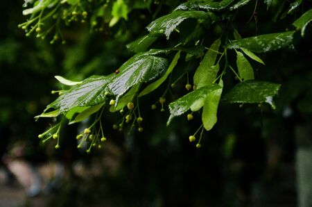 green leaves of a linden tree with raindropsの写真素材