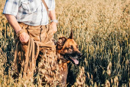 german shepherd dog walks on chain with owner in the fieldの写真素材