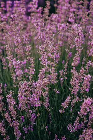 close up of lavender flowers in the field from top view. violet and green colors backgroundの写真素材