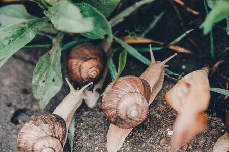 snails coming out from the green grass in rainy weather conceptの写真素材