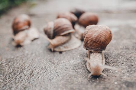 a group of snails outdoors on the wet ground from rain. snail raceの写真素材