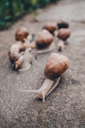 a family of snails racing outdoors on the wet ground from rainの写真素材