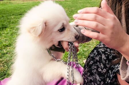 girl playing with white little dog in the park outside close up viewの写真素材