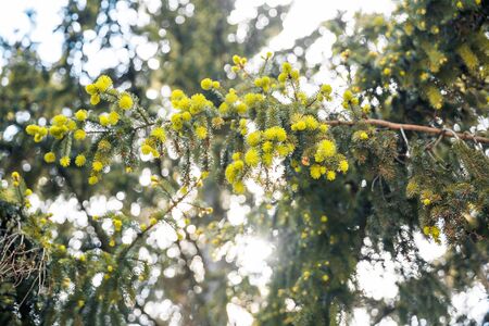 fir branch blooming outside at spring season with blurry backgroundの写真素材