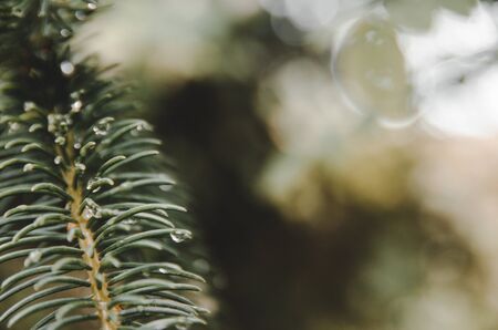 green spruce needles on a branch with raindrops and bokeh backgroundの写真素材