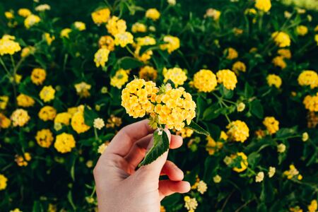 hads holding yellow little flowers on the flower field background. summer season. plants are friends conceptの写真素材