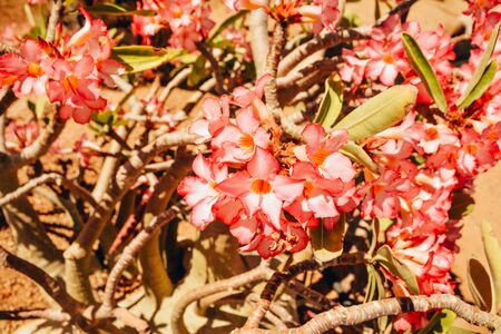 coral flowers blooming on the tree outside. colour of the year 2019の写真素材