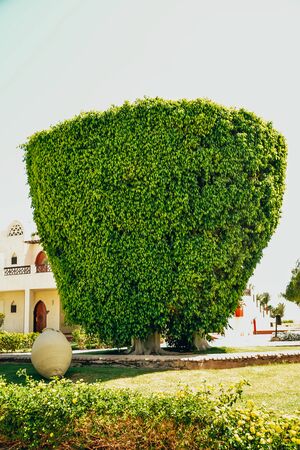 Geometry shaped tree in square form. landscape design in the Egypt hotel gardenの写真素材